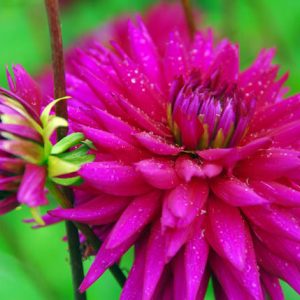 Dahlia 'Ambition', 'Ambition' Dahlia, Cactus Dahlias, Semi-Cactus Dahlias, Purple Dahlia Flowers, Dahlia Tubers, Dahlia Bulbs, Dahlia Flower, Dahlia Flowers, summer bulbs