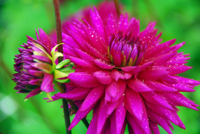 Dahlia 'Ambition', 'Ambition' Dahlia, Cactus Dahlias, Semi-Cactus Dahlias, Purple Dahlia Flowers, Dahlia Tubers, Dahlia Bulbs, Dahlia Flower, Dahlia Flowers, summer bulbs
