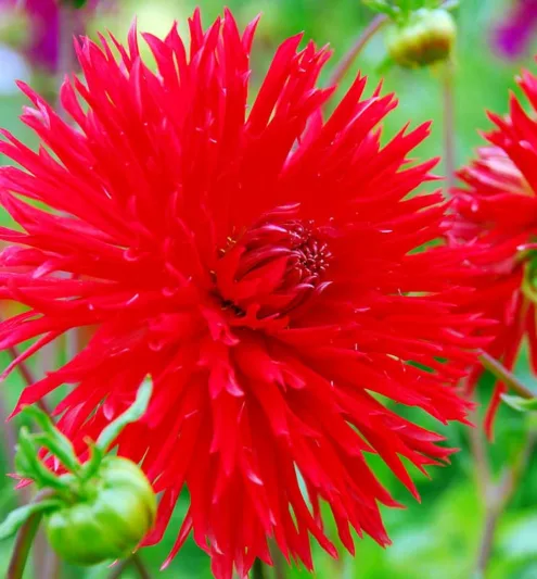 Dahlia 'Apache','Apache' Dahlia, Laciniated Dahlias, Fimbriated Dahlias, Red Dahlia Flowers, Dahlia Tubers, Dahlia Bulbs, Dahlia Flower, Dahlia Flowers, summer bulbs