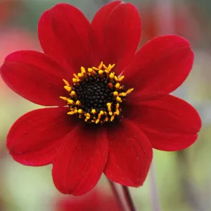 Dahlia 'Bishop of Auckland','Bishop of Auckland' Dahlia, Peony-Flowering Dahlias, Single-Flowered Dahlias, Miscellaneous Dahlias, Red Dahlia Flowers, Dahlia Tubers, Dahlia Bulbs, Dahlia Flower, Dahlia Flowers, summer bulbs