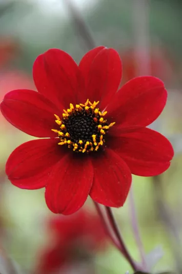 Dahlia 'Bishop of Auckland','Bishop of Auckland' Dahlia, Peony-Flowering Dahlias, Single-Flowered Dahlias, Miscellaneous Dahlias, Red Dahlia Flowers, Dahlia Tubers, Dahlia Bulbs, Dahlia Flower, Dahlia Flowers, summer bulbs