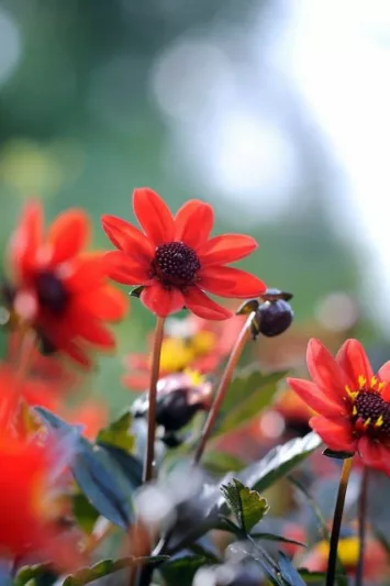 Dahlia 'Bishop of Auckland','Bishop of Auckland' Dahlia, Peony-Flowering Dahlias, Single-Flowered Dahlias, Miscellaneous Dahlias, Red Dahlia Flowers, Dahlia Tubers, Dahlia Bulbs, Dahlia Flower, Dahlia Flowers, summer bulbs
