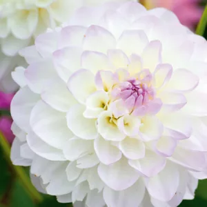 Dahlia 'Eveline', 'Eveline' Dahlia, Decorative Dahlias, White Dahlias, Dahlia Tubers, Dahlia Bulbs, Dahlia Flower, Dahlia Flowers, summer bulbs