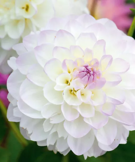 Dahlia 'Eveline', 'Eveline' Dahlia, Decorative Dahlias, White Dahlias, Dahlia Tubers, Dahlia Bulbs, Dahlia Flower, Dahlia Flowers, summer bulbs