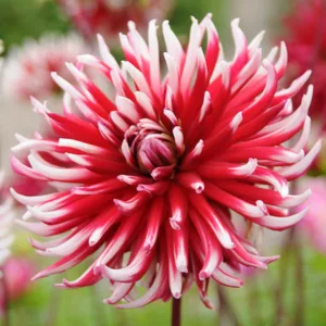 Dahlia Frigoulet, Frigoulet Dahlia, Dahlia 'Friquolet', 'Friquolet' Dahlia, Semi-Cactus Dahlias, Cactus Dahlias, Bicolor Dahlia Flowers, Red Dahlias, Dahlia Tubers, Dahlia Bulbs, Dahlia Flower, Dahlia Flowers, summer bulbs