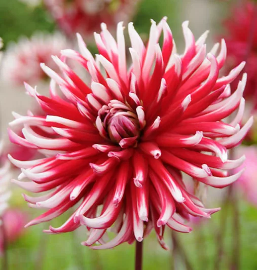 Dahlia Frigoulet, Frigoulet Dahlia, Dahlia 'Friquolet', 'Friquolet' Dahlia, Semi-Cactus Dahlias, Cactus Dahlias, Bicolor Dahlia Flowers, Red Dahlias, Dahlia Tubers, Dahlia Bulbs, Dahlia Flower, Dahlia Flowers, summer bulbs