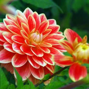 Dahlia Garden Festival, 'Garden Festival' Dahlia, Decorative Dahlias, Dahlia for cutting, Best dahlias for containers, Best dahlias for borders, Orange Dahlias,  Dahlia Tubers, Dahlia Bulbs, Dahlia Flower, Dahlia Flowers, summer bulbs