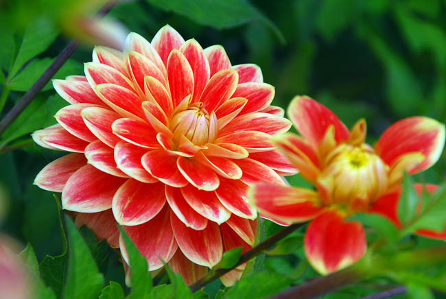 Dahlia Garden Festival, 'Garden Festival' Dahlia, Decorative Dahlias, Dahlia for cutting, Best dahlias for containers, Best dahlias for borders, Orange Dahlias,  Dahlia Tubers, Dahlia Bulbs, Dahlia Flower, Dahlia Flowers, summer bulbs