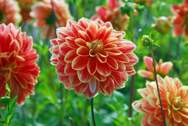 Dahlia Garden Festival, 'Garden Festival' Dahlia, Decorative Dahlias, Dahlia for cutting, Best dahlias for containers, Best dahlias for borders, Orange Dahlias,  Dahlia Tubers, Dahlia Bulbs, Dahlia Flower, Dahlia Flowers, summer bulbs