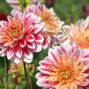 Dahlia Garden Show, Garden Show Dahlia, Anemone Dahlias, Dahlias, Bicolor Dahlias, Dahlia Tubers, Dahlia Bulbs, Dahlia Flower, Dahlia Flowers, summer bulbs, Red Dahlias
