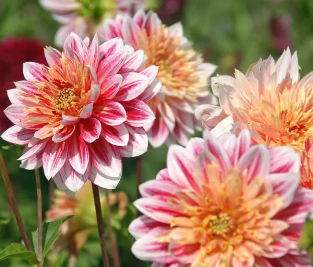 Dahlia Garden Show, Garden Show Dahlia, Anemone Dahlias, Dahlias, Bicolor Dahlias, Dahlia Tubers, Dahlia Bulbs, Dahlia Flower, Dahlia Flowers, summer bulbs, Red Dahlias