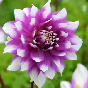 Dahlia 'Jean Marie', 'Jean Marie' Dahlia, Decorative Dahlias, Dinner Plate Dahlias, Dinnerplate Dahlias, Giant Dahlias, Purple Dahlias, Dahlia Tubers, Dahlia Bulbs, Dahlia Flower, Dahlia Flowers, summer bulbs, purple dahlia, bicolor dahlia