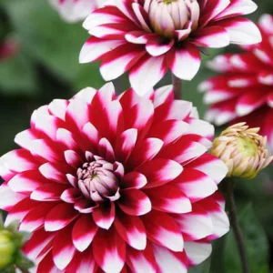 Dahlia 'Karma Yin Yang'','Karma Yin Yang' Dahlia, Decorative Dahlias, Bicolor Dahlias, Red Dahlias, Karma Dahlias, Dahlia Tubers, Dahlia Bulbs, Dahlia Flower, Dahlia Flowers, summer bulbs