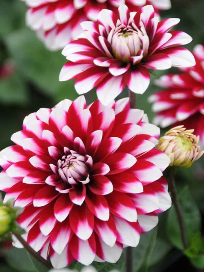 Dahlia 'Karma Yin Yang'','Karma Yin Yang' Dahlia, Decorative Dahlias, Bicolor Dahlias, Red Dahlias, Karma Dahlias, Dahlia Tubers, Dahlia Bulbs, Dahlia Flower, Dahlia Flowers, summer bulbs