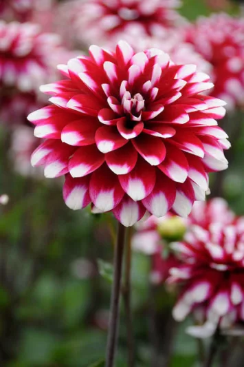 Dahlia 'Karma Yin Yang'','Karma Yin Yang' Dahlia, Decorative Dahlias, Bicolor Dahlias, Red Dahlias, Karma Dahlias, Dahlia Tubers, Dahlia Bulbs, Dahlia Flower, Dahlia Flowers, summer bulbs