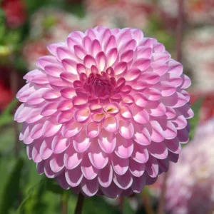 Dahlia Martina, Martina Dahlia, Decorative Dahlias, Dahlia for cutting, Best dahlias for containers, Best dahlias for borders, Pink Dahlias,  Dahlia Tubers, Dahlia Bulbs, Dahlia Flower, Dahlia Flowers, summer bulbs
