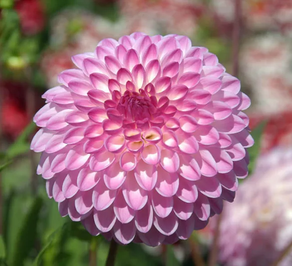 Dahlia Martina, Martina Dahlia, Decorative Dahlias, Dahlia for cutting, Best dahlias for containers, Best dahlias for borders, Pink Dahlias,  Dahlia Tubers, Dahlia Bulbs, Dahlia Flower, Dahlia Flowers, summer bulbs