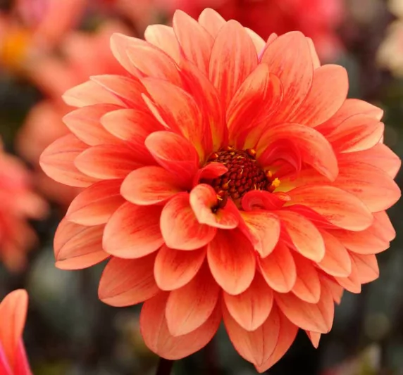 Dahlia Melody Dora, Melody Dora Dahlia, Decorative Dahlias, Dahlia for borders, Dahlia for containers, Dahlia for cutting, Coral Dahlias, Orange Dahlias, Dahlia with dark foliage, dark-leaved dahlias, Dahlia Tubers, Dahlia Bulbs, Dahli