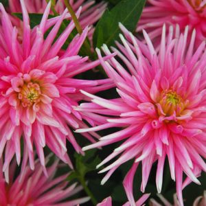 Dahlia 'Park Princess', 'Park Princess' Dahlia, Cactus Dahlias, Dahlias for borders, Dahlias for containers, Dahlias for cutting, Pink Dahlias, Dahlia Tubers