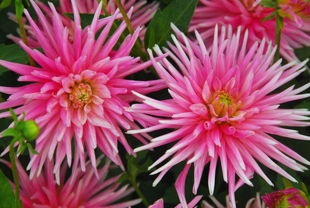 Dahlia 'Park Princess', 'Park Princess' Dahlia, Cactus Dahlias, Dahlias for borders, Dahlias for containers, Dahlias for cutting, Pink Dahlias, Dahlia Tubers