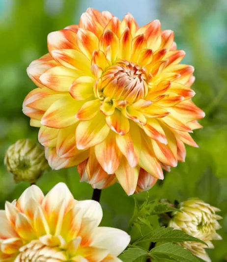 Dahlia 'Peaches and Cream', 'Peaches and Cream' Dahlia, Decorative Dahlias, Dinner Plate Dahlias, Dinnerplate Dahlias, Giant Dahlias, Bicolor Dahlias, Orange Dahlias, Yellow Dahlias, Dahlia Tubers, Dahlia Bulbs, Dahlia Flower, Dahlia Flowers, summer bulbs