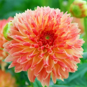 Dahlia Puerto Rico, 'Puerto Rico' Dahlia, Decorative Dahlias, orange Dahlias, Dahlia Tubers, Dahlia Bulbs, Dahlia Flower, Dahlia Flowers, summer bulbs