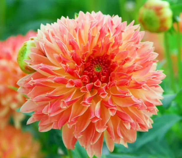 Dahlia Puerto Rico, 'Puerto Rico' Dahlia, Decorative Dahlias, orange Dahlias, Dahlia Tubers, Dahlia Bulbs, Dahlia Flower, Dahlia Flowers, summer bulbs