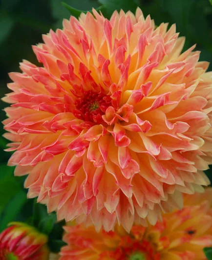 Dahlia Puerto Rico, 'Puerto Rico' Dahlia, Decorative Dahlias, orange Dahlias, Dahlia Tubers, Dahlia Bulbs, Dahlia Flower, Dahlia Flowers, summer bulbs