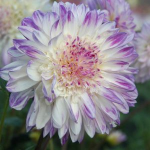 Dahlia Que Sera, Que Sera Dahlia, Anemone Dahlias, Dahlias, Bicolor Dahlias, Dahlia Tubers, Dahlia Bulbs, Dahlia Flower, Dahlia Flowers, summer bulbs, Purple Dahlias, Lavender Dahlia, Lilac Dahlia