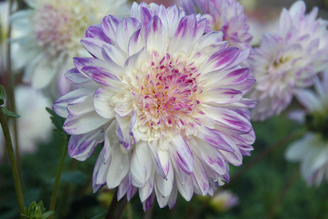 Dahlia Que Sera, Que Sera Dahlia, Anemone Dahlias, Dahlias, Bicolor Dahlias, Dahlia Tubers, Dahlia Bulbs, Dahlia Flower, Dahlia Flowers, summer bulbs, Purple Dahlias, Lavender Dahlia, Lilac Dahlia