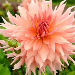 Dahlia Surprise, Surprise Dahlia, Semi-Cactus Dahlias, Dahlias for cutting, Pink Dahlias, summer bulbs, Salmon Dahlias