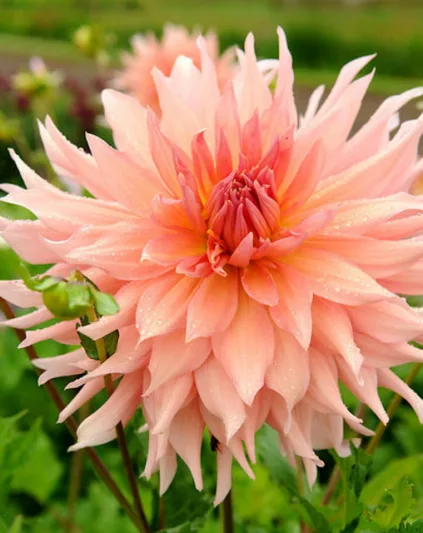Dahlia Surprise, Surprise Dahlia, Semi-Cactus Dahlias, Dahlias for cutting, Pink Dahlias, summer bulbs, Salmon Dahlias