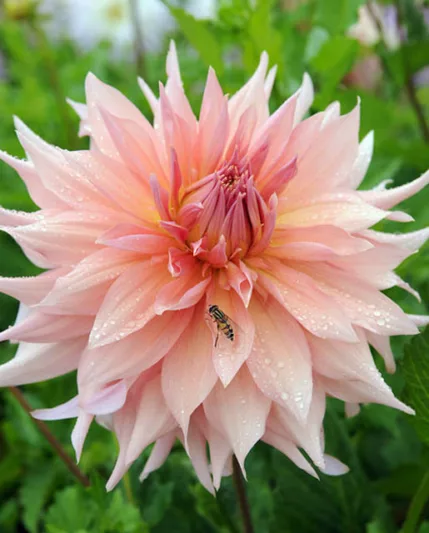 Dahlia Surprise, Surprise Dahlia, Semi-Cactus Dahlias, Dahlias for cutting, Pink Dahlias, summer bulbs, Salmon Dahlias