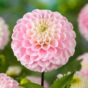 Dahlia 'Little William','Little Willem' Dahlia, Dahlia 'Little Willem', 'Little William' Dahlia, Pompon Dahlias, Pink Dahlias, Red Dahlias, Dahlia Tubers, Dahlia Bulbs, Dahlia Flower, Dahlia Flowers, summer bulbs