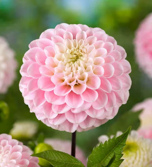 Dahlia 'Little William','Little Willem' Dahlia, Dahlia 'Little Willem', 'Little William' Dahlia, Pompon Dahlias, Pink Dahlias, Red Dahlias, Dahlia Tubers, Dahlia Bulbs, Dahlia Flower, Dahlia Flowers, summer bulbs