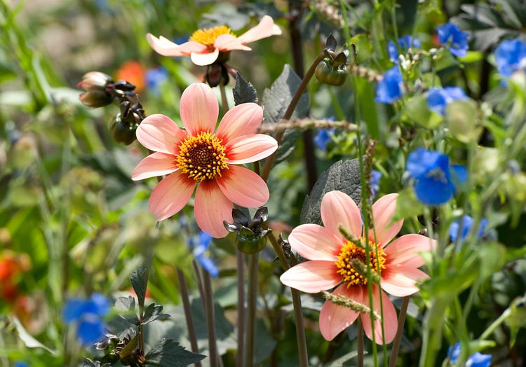 Dahlias, Dahlia Types, dahlia Varieties, Dahlia classifications, Dahlia Groups