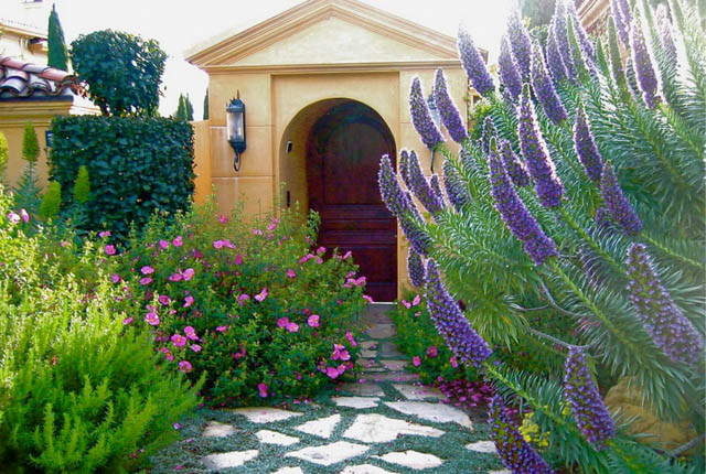 Pride of Madeira, Echium Candicans, Echium Fastuosum, Drought tolerant plants, Summer blooms, Deer resistant Plant, coastal plants, Seaside Plants