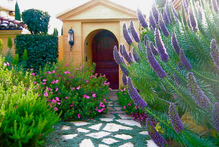 Dymondia margaretae, Silver Carpet, drought tolerant groundcover, ground covers, grouncover, perennial ground cover
