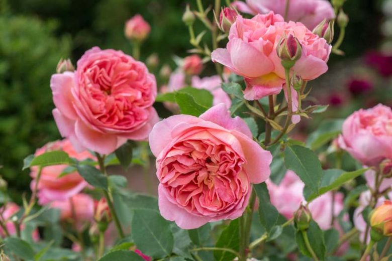 Best David Austin Roses