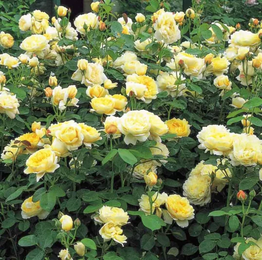 Rose Charlotte, Rosa Charlotte, English Rose Charlotte, David Austin Roses, English Roses, Yellow roses, shrub roses, Rose Bushes, Garden Roses, very fragrant roses, Favorite roses