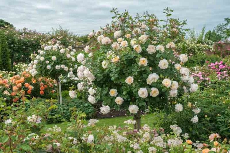 Rosa Crocus Rose, Rose Crocus Rose, Rosa 'Emanuel', Rosa 'City of Timaru', Rosa 'Ausquest', Shrub Roses, David Austin Roses, Cream Roses