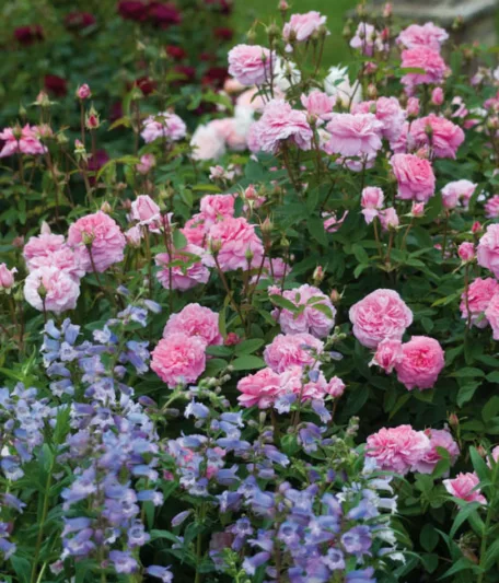 Perennial Combinations, Rose Combinations, Summer Borders, Planting Roses, Rose Gardening, Designing with Roses, English Roses, Rose The Mayflower, Penstemon Stapleford Gem, Rosa The Mayflower, Pink English Roses, Beardtongue Stapleford Gem