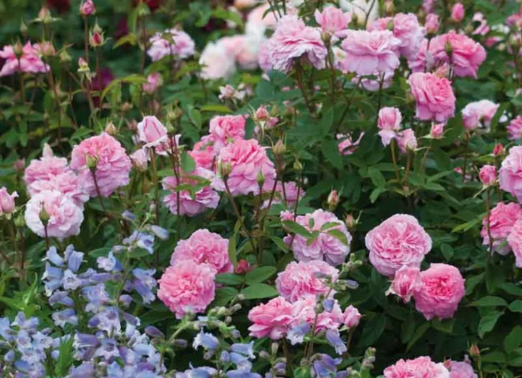 Rose The Mayflower, Rosa The Mayflower, English Rose The Mayflower, David Austin Roses, English Roses, Rose Bushes, very fragrant roses, Garden Roses, Pink Roses