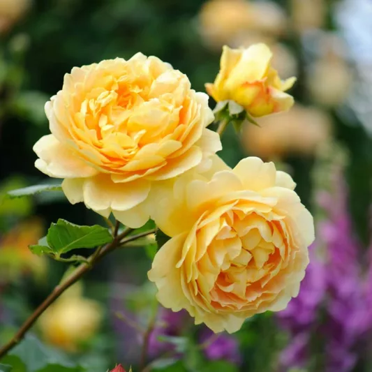 Rose Golden Celebration, Rosa 'Golden Celebration', English Rose 'Golden Celebration', David Austin Roses, English Roses, Yellow roses, shrub roses, Rose Bushes, Garden Roses, very fragrant roses
