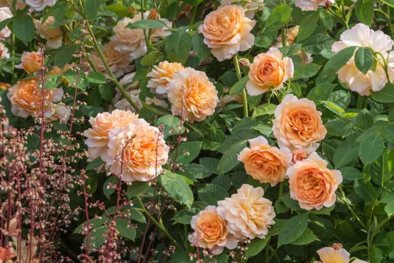 Rosa Grace, Rosa Grace, English Rose Grace, David Austin Rose, English Rose, Fragrant roses, Shrub roses, orange roses