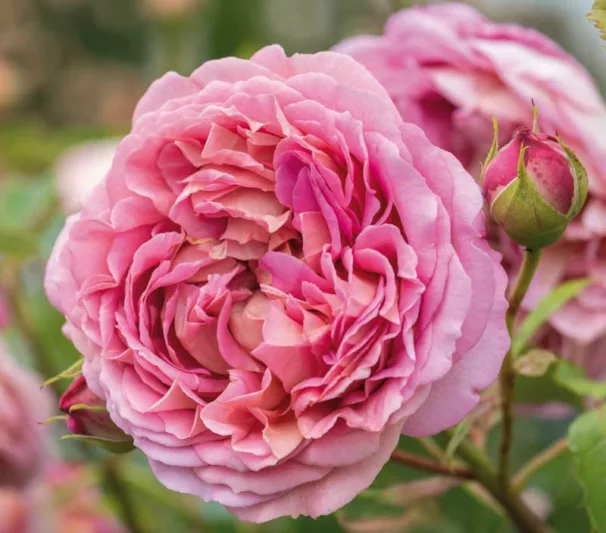 Rose Jubilee Celebration, Rosa Jubilee Celebration, English Rose Jubilee Celebration, David Austin Roses, English Roses, English Rose, Shrub roses, Rose Bushes, Garden Roses, pink roses