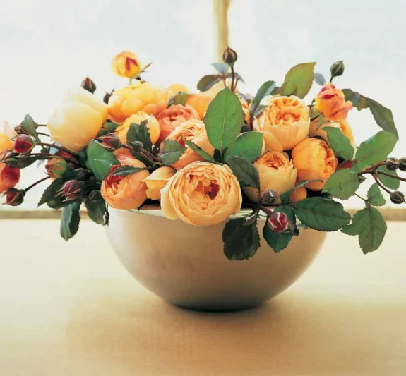 Rosa Jude the Obscure, Rose Jude the Obscure, English Rose Jude the Obscure, David austin rose Jude the Obscure, Fragrant roses., Shrub roses, yellow roses, apricot roses, Climbing Roses, Rose Bushes, Garden Roses