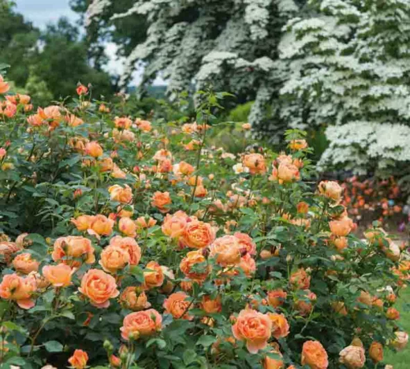 Rose 'Lady of Shalott', Rosa 'Lady of Shalott', English Rose 'Lady of Shalott', David Austin Rose, English Roses, Shrub roses, yellow roses