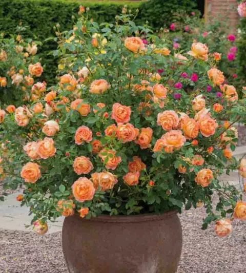 Rose 'Lady of Shalott', Rosa 'Lady of Shalott', English Rose 'Lady of Shalott', David Austin Rose, English Roses, Shrub roses, yellow roses