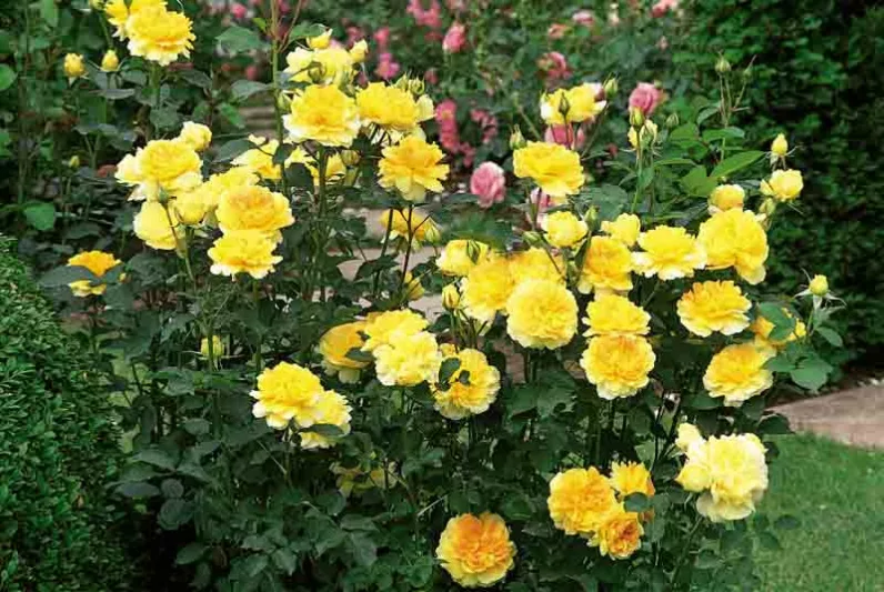 Rose Molineux, Rosa Molineux, English Rose Molineux, David Austin Roses, English Roses, Yellow roses, shrub roses, Rose Bushes, Garden Roses, very fragrant roses, Favorite roses